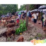 কলাপাড়ায় সরকারি রাজস্ব নিলেও গরুর বাজারের নির্দিষ্ট জায়গা নেই