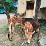 মির্জাগঞ্জ থেকে চুরি হওয়া ৪টি গরু ঝালকাঠি থেকে উদ্ধার