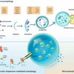 সিয়াম, উপবাস, ফাস্টিং, অনশন ও অটোফেজিতে ধর্মীয় পূণ্য থেকে বৈজ্ঞানিক সুফল