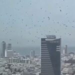 ইসরায়েলে কাকের হানা; অশুভ সংকেত না প্রাকৃতিক আচরণ?