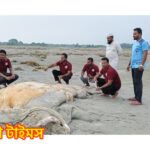 ২৬ দিনের ব্যবধানে কুয়াকাটায় আবারও মৃত তিমি;     কারণ অনুসন্ধানে সংশ্লিষ্টরা