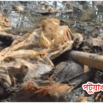 কলাপাড়ায় খাল থেকে নারীর লাশ উদ্ধার