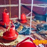 নিরীহ প্রাণীর ওপর নির্মমতা! কলাপাড়ায় বিষাক্ত গ্যাসে দুই শতাধিক মুরগি হত্যা