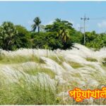 শরতের শুভ্রতায় সেজেছে কলাপাড়ার পাদাবাড়ির কাশবন